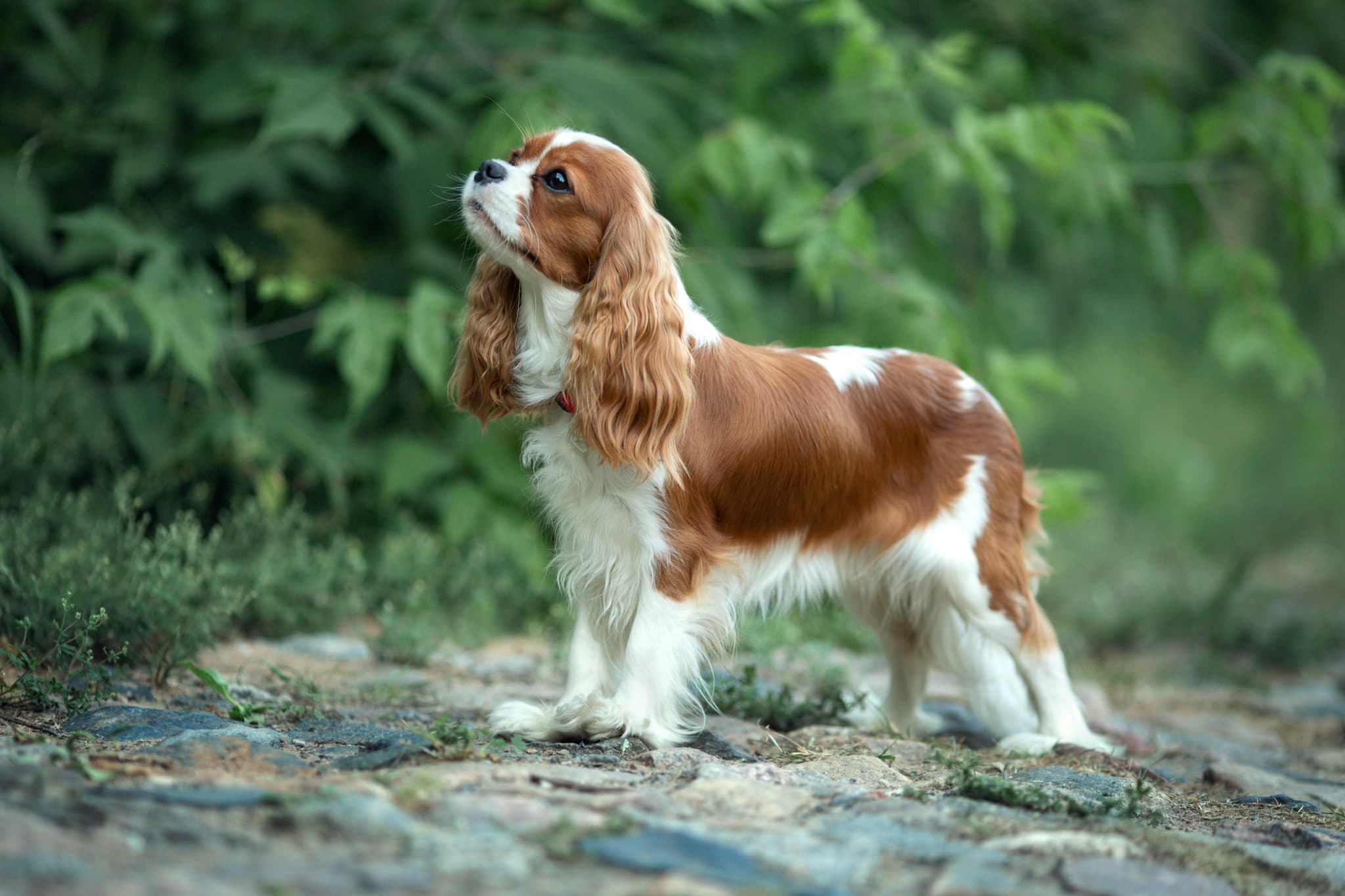 Cavalier puppy