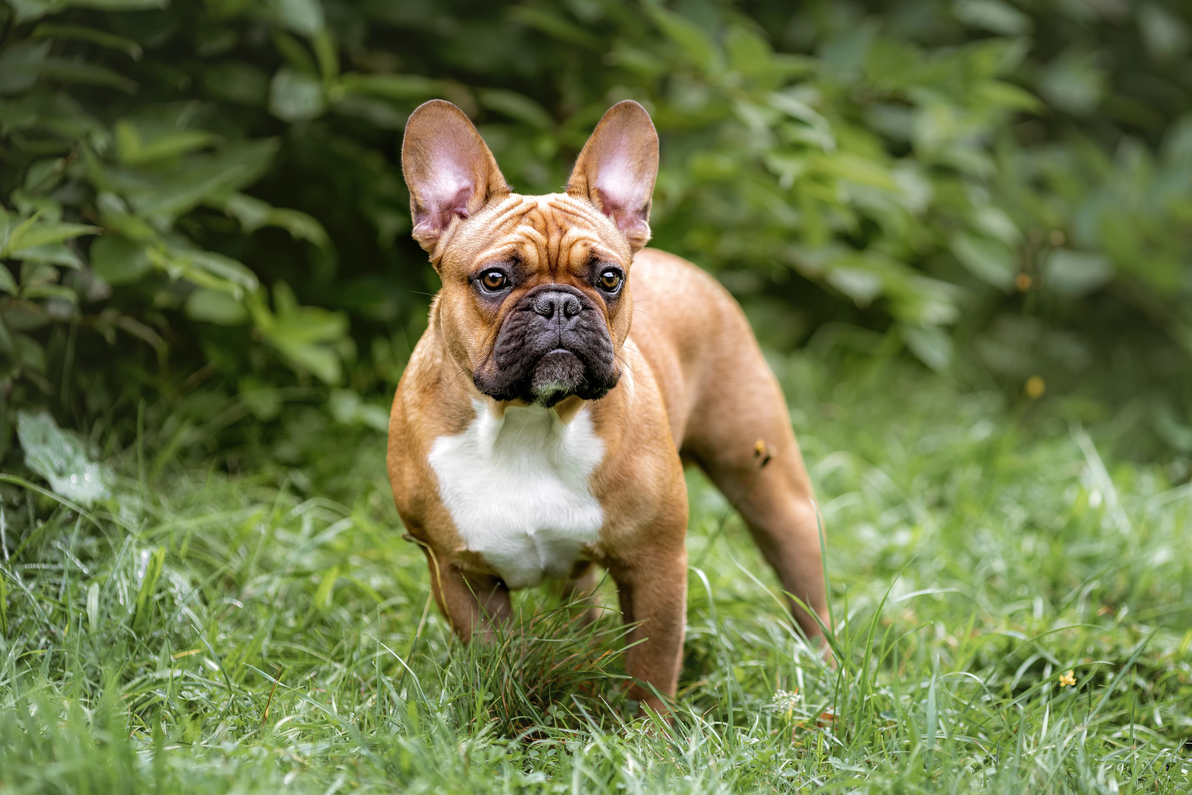 French Bulldog