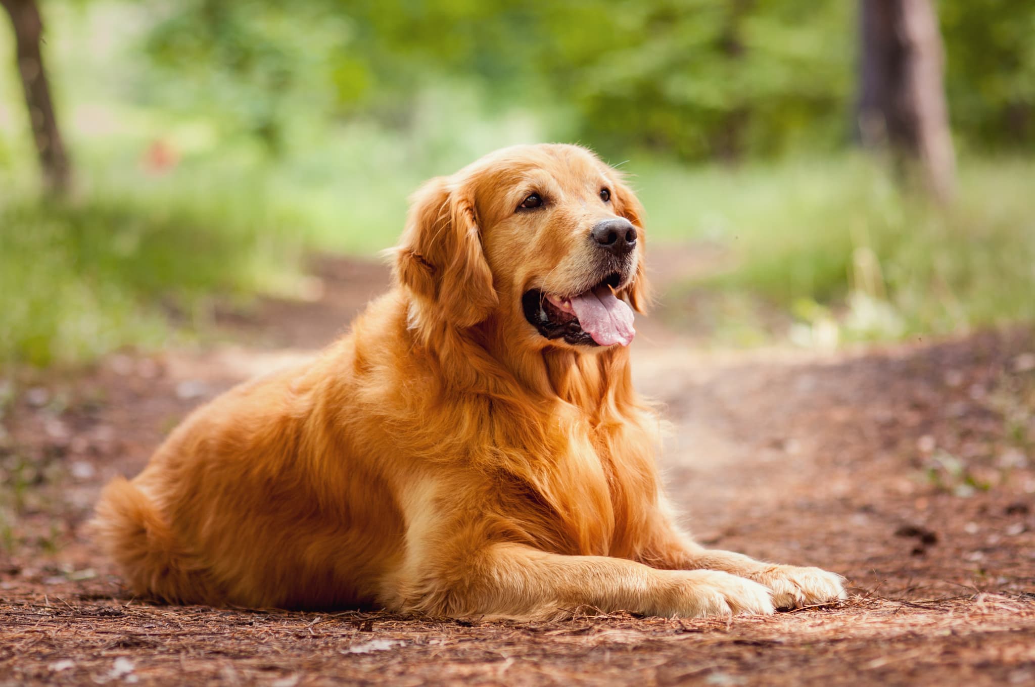 Golden retriever puppy